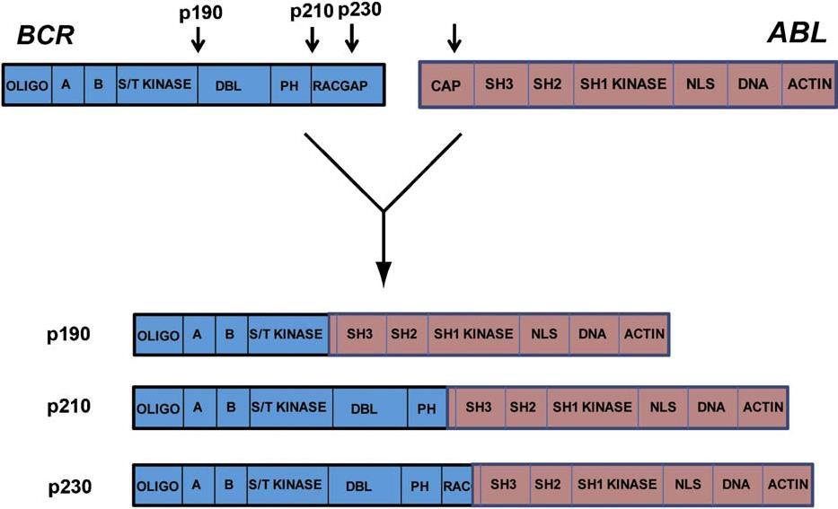 Obrázek 8: Tři varianty fúzních proteinů (Sullivan et al., 2010). Onkogen kódující p190 je spojen s ALL (akutní lymfoblastická leukémie), zatímco onkogen kódující p210 je spojen s CML.