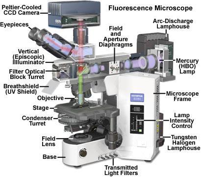 Fluorescenční mikroskop fluorescenční mikroskopie v dopadajícím světle - epifluorescence poprvé 1920 pro metalurgické vzorky daleko vyšší jas, než u fluorescenčních mikroskopů v procházejícím světle