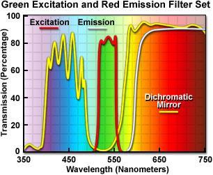 narazí nejprve na filtr, který propustí vybranou vlnovou délku pro excitaci (EF).