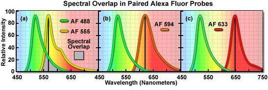 Crosstalk spektrální propouštění (crosstalk) fluorescentní emise způsobeno širokými pásy a asymetrickýmí spektrálními profily mnoha používaných fluoroforů emise jednoho fluoroforu je zaznamenána ve