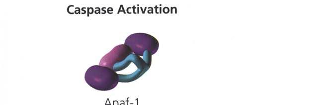 Cytochrom c spolu s Apaf-1 a