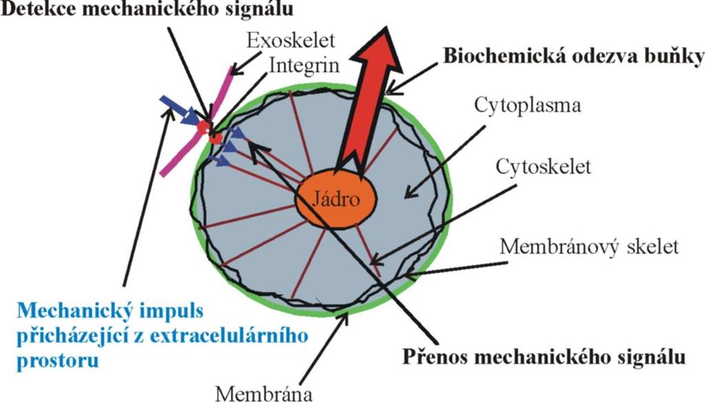 Tento model buňky byl modelován metodou konečných prvků (MKP) v programovém systému ANSYS. Obr.