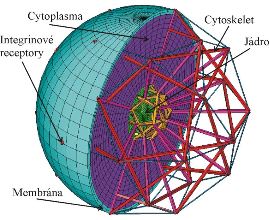 Jako mechanicky významné komponenty byly určeny: cytoskelet (modelován jako tensegritní struktura pomocí lineárně izotropního materiálu pro jednotlivé členy struktury), membrána, cytoplasma a jádro