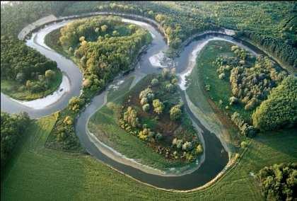 longicauda -