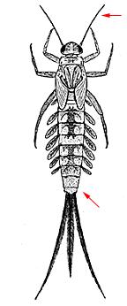 čeleď: Baetidae Baetis alpinus rychleji
