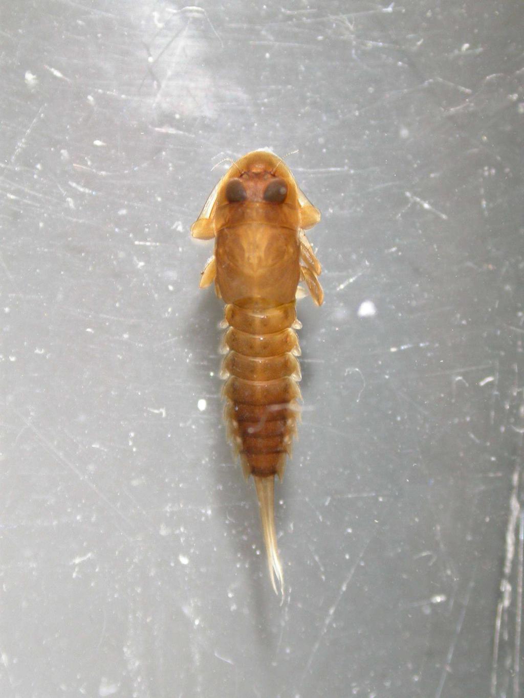 čeleď: Oligoneuriidae
