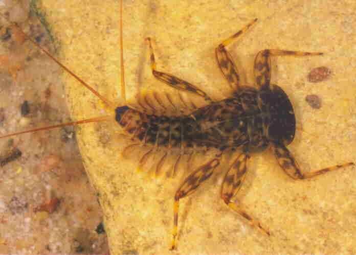 čeleď: Heptageniidae Ecdyonurus torrentis
