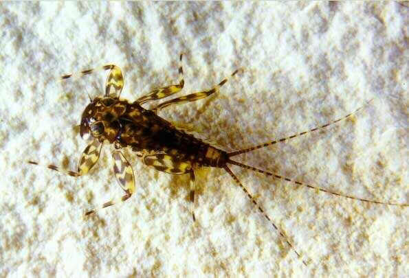 Rhithrogena semicolorata - rychleji