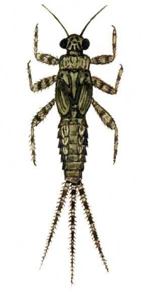 čeleď: Ephemerellidae Ephemerella ignita - odolný letní druh, všeobecně