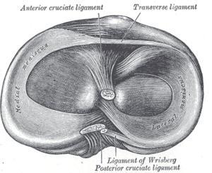 2 TEORETICKÁ ČÁST 2.1 Anatomie kolenního kloubu Kolenní kloub je největší a nejsložitější kloub lidského těla. Skládá se ze tří kostí, kterými jsou femur, tibie a patela.
