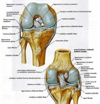 Obrázek č. 2: Vazy v kolenním kloubu (Netter, 2010). 2.1.4 Svaly kolenního kloubu Svaly v oblasti kolenního kloubu jsou označovány za jeho dynamické stabilizátory. Na ventrální straně se nachází m.