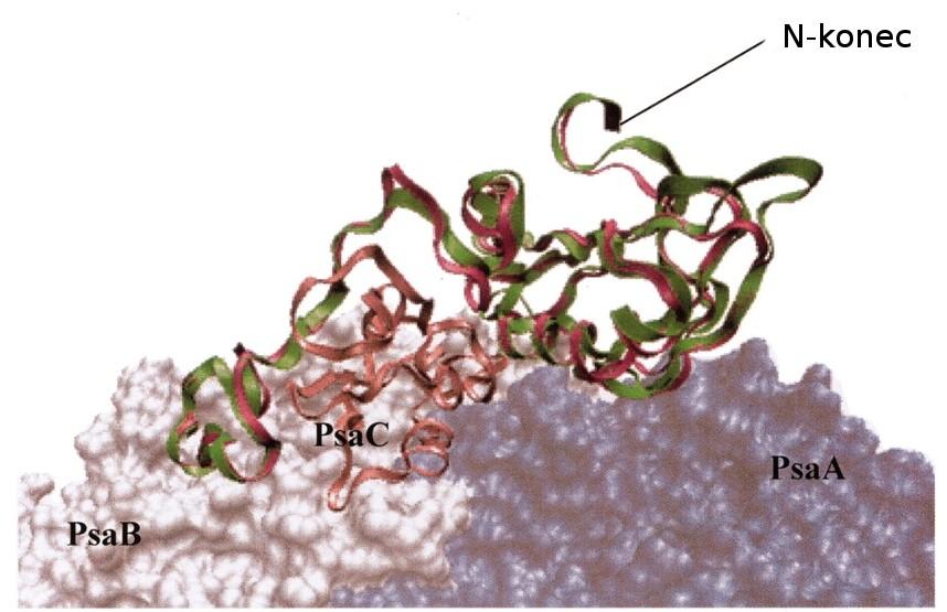 Obr 2. Modelování strukturní homologie PscD z Chlorobium tepidum a PsaD ze Synechococcus elongatus.