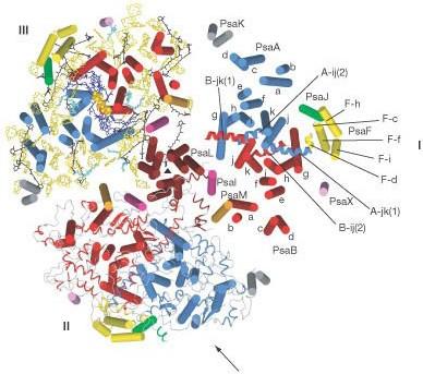 Obr. 4. Pohled na trimer fotosystému I u Thermosynechococcus elongatus ze stromální strany membrány. Stromální podjednotky nejsou zobrazeny.