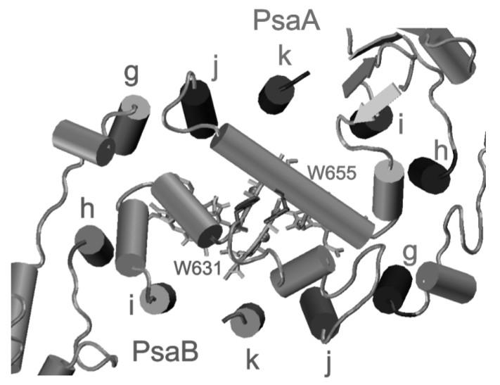 Obr. 5. Struktura vazebného místa plastocyaninu nebo cytochromu c6 na lumenální straně PS I Thermosynechococcus elongatus.