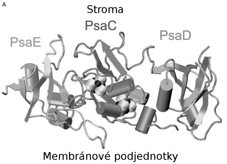 Převzato z Fromme a Grotjohann (2006). Obr. 6. Struktura stromálních podjednotek PS I Thermosynechococcus elongatus s koncovými Fe-S centry FA a FB.