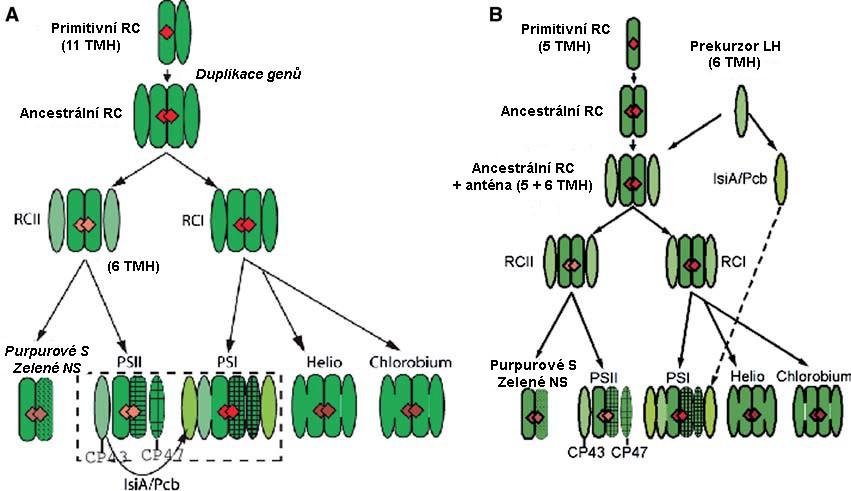 protein vnitřní světlosběrné antény s šesti TMH (Obr. 9). Podle Zhang et al. (2007) by geny pro podjednotky vnějších světlosběrných antén isia a pcb mohly být klíčové pro odlišení těchto dvou hypotéz.