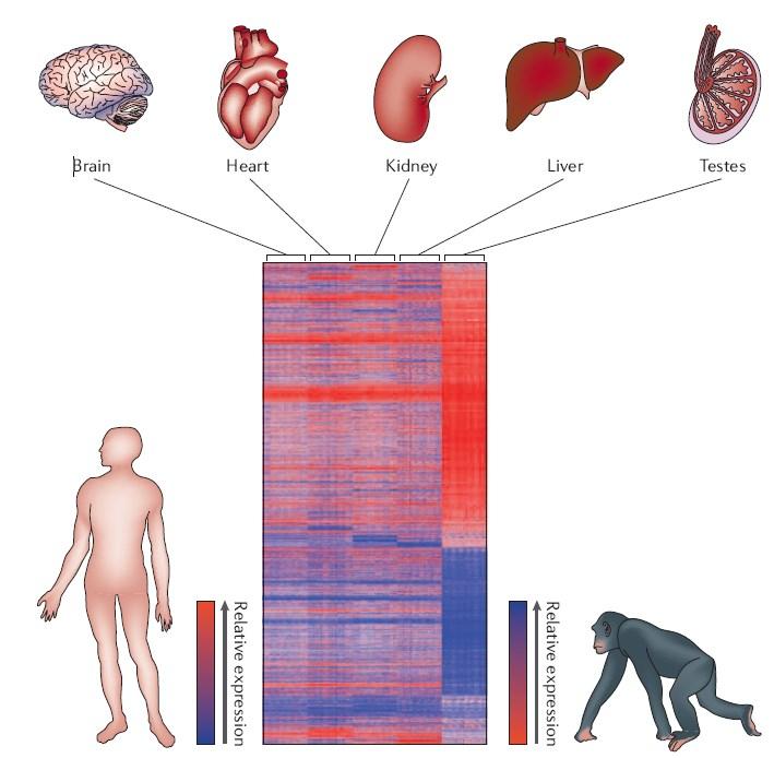 Pozitivní selekce zvyšuje mezidruhovou divergenci v expresi v testes Testes vykazuje zhruba třikrát vyšší poměr divergence a variability v expresi ve srovnání se somatickými tkáněmi (srdce, mozek,