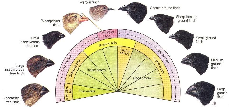 Darwinovy pěnkavy Adaptivní radiace začala před cca 900 000 lety. Hybridizace mezi druhy.