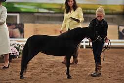 Mladý vystavovatel V této kategorii soutěží děti junioři, rozdělení podle věku, bez ohledu na velikost a plemeno koně.