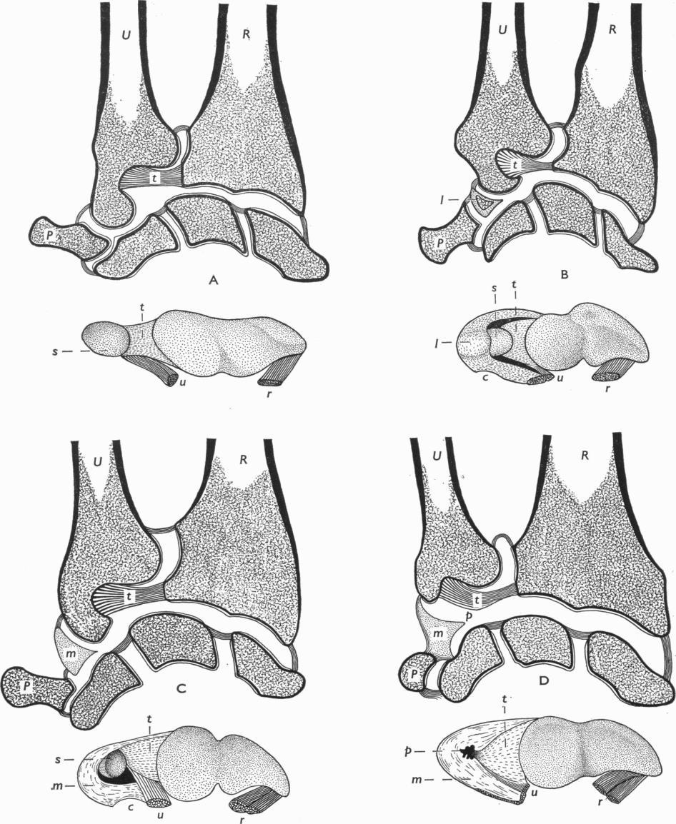Obr. 1: Zápěstní/radiokarpální kloub pravé horní končetiny; (A) opice Starého světa (Cercopithecus nictitans), (B) gibbon (Hylobates lar), (C) šimpanz (Pan troglodytes), (D) člověk (H. sapiens).