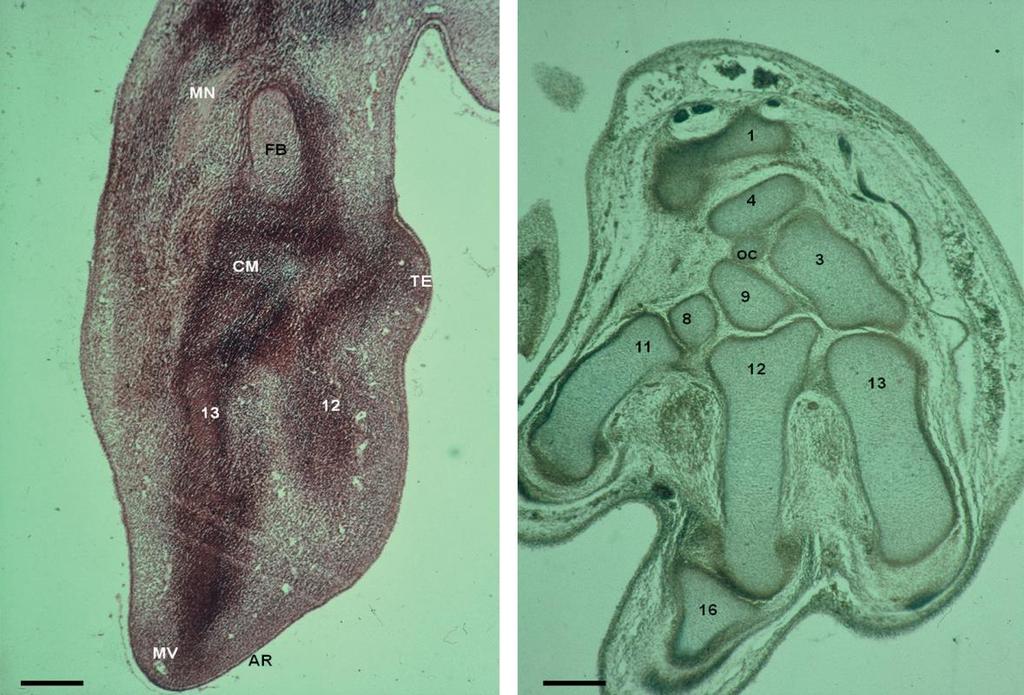 Obr. 2: (A) Lidské embryo: O Rahiily stupeň 18.