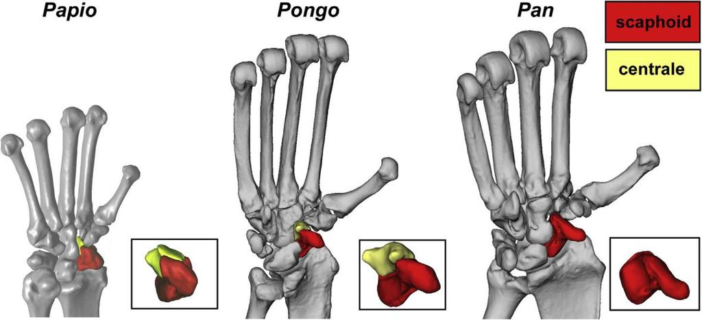 Obr. 5: Volná os centrale u paviánů (Papio anubis) a orangutanů (Pongo sp.); fúze os centrale a os scaphoideum u šimpanzů (Pan troglodytes).