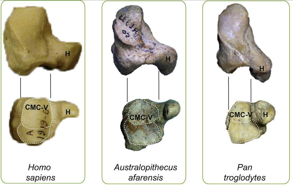 díky distálním falangům nesoucím tuberositas unguicularis (Drapeau et al., 2005; Almecija et al., 2010; Kivell et al., 2011; Ward et al., 2012; Rolian a Gordon, 2013; Drapeau, 2015).
