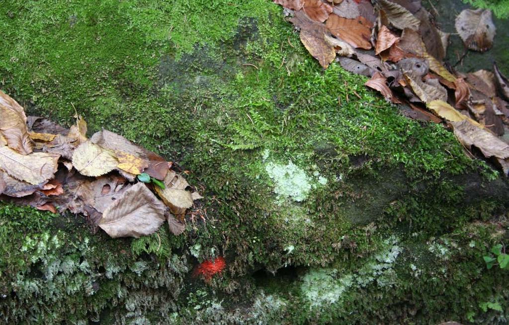 Příloha č. 5: Geo calyx graveolens lokalita č. 2 rokle jižně obce Mezná 8 9 Obr.