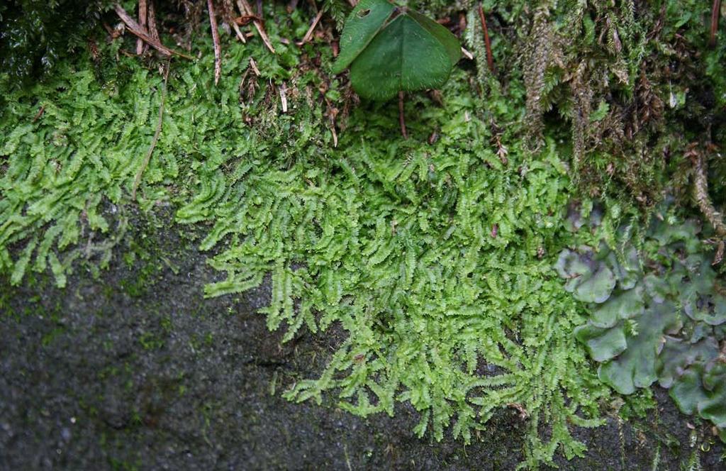 Příloha č. 5: Geo calyx graveolens lokalita č.