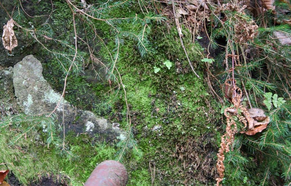 12: Umístění první populace Geocalyx graveolens na skále