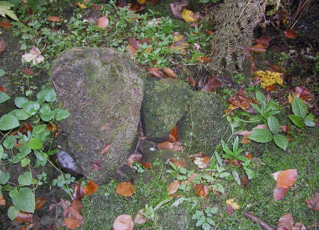 Příloha č. 7: H ygrobiella laxifolia lokalita č.