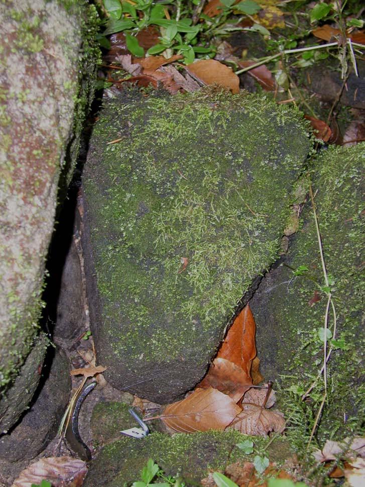 18: Umístění populace Hygrobiella laxifolia č.