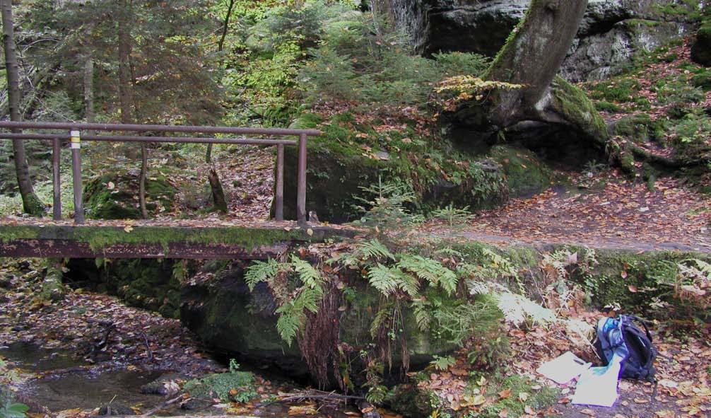 Příloha č. 5: Geo calyx graveolens lokalita č. 1 - Soorgrund Obr.