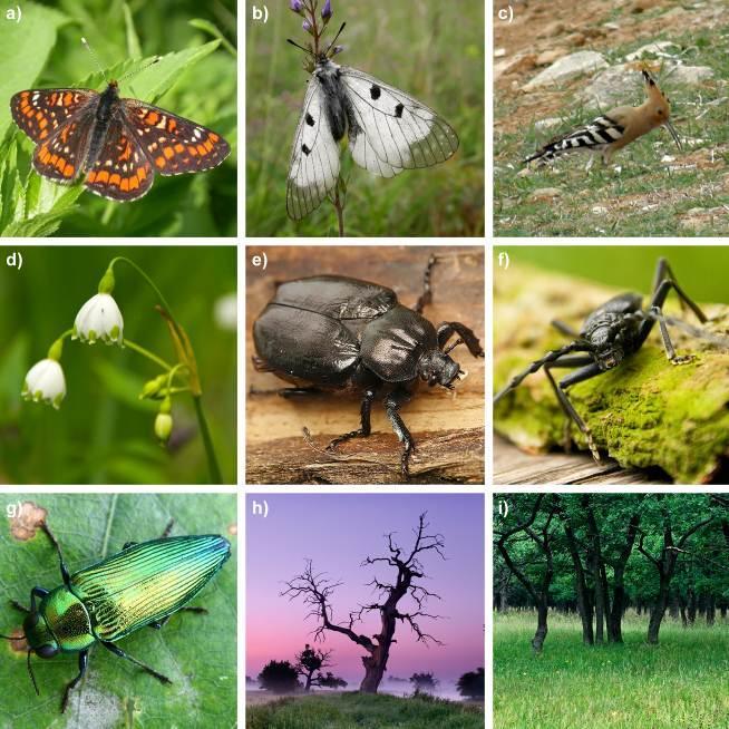 Řídké lesy jsou bohaté biota lesa
