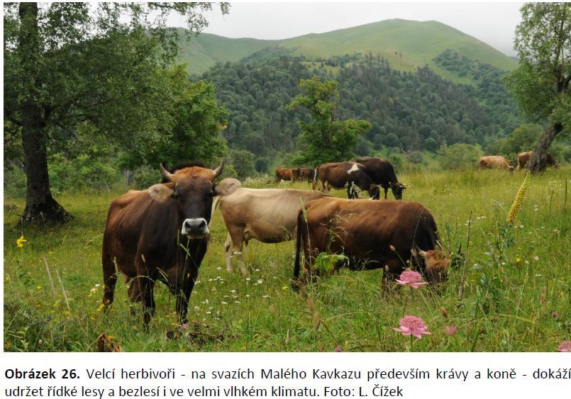 Řídké lesy zcela přirozená (původní a naturální) součást krajiny