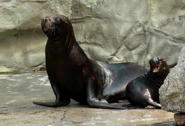 1/ 100 LET Zoo Liberec a) Zoologická zahrada v Liberci je nejstarší Zoo na území bývalého Československa. Zpočátku se zde zvířata zejména vystavovala.