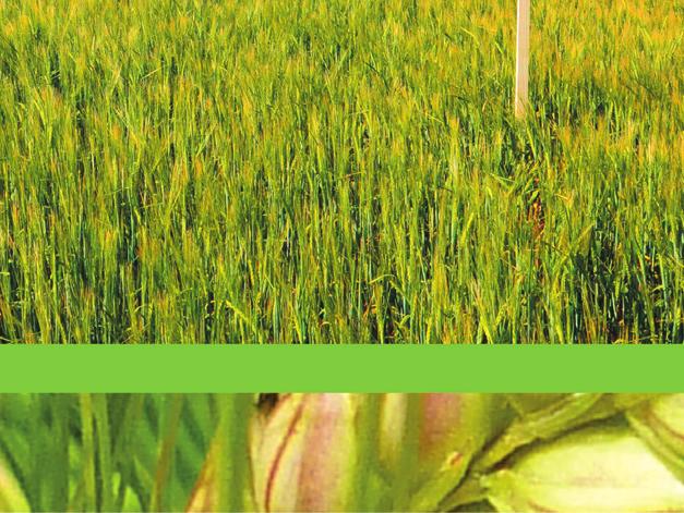 ječmen 5 %, řepka 23 %, mák 8 %, kukuřice 5 %, jetel nachový 6 %, jetelotravní směsky 18 % AGROTECHNIKA: MANTU jsme vzali na základě dobrých referencí a domluvy v pivovaru Ferdinand Benešov, se