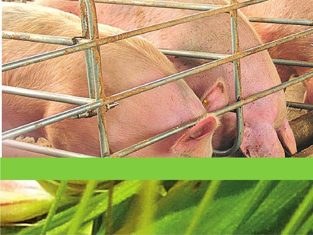 JEČMEN JARNÍ KRMNÝ KVORNING Dost dobrej krmák. Vysoký výnos zrna v praxi Velká HTZ Výborné zdraví Suchuvzdornost KVORNING jednoznačně splní veškeré vaše požadavky na krmný ječmen.
