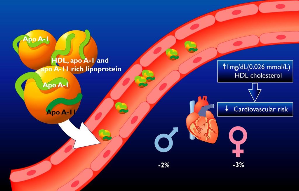 HDL - ANTIATEROGENNÍ