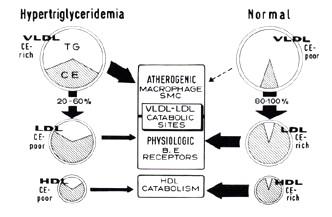 Hypertriglyceridémie, distribuce cholesterolu