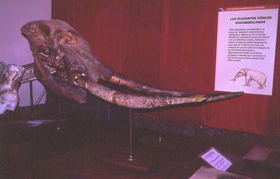 Proboscidea: