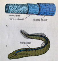 Notochord - chorda dorsalis - struna h!
