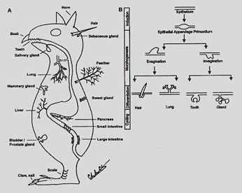 Induktor zesílené invaginace ektodermu neurulace: prost ednictvím