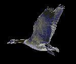 Domain of ecological phenomena Domain of EVO-DEVO Domain of organisms Pathways by which the genes produce organisms Domain of genetic phenomena EVOLUTION Domain of