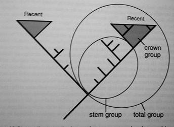 irozené (v kontrastu k p#irozen"m taxon$m - nejsou monofyla): polyfylum taxon s nep#íbuzn"mi p#edky parafylum taxon s nekompletním zastoupením potomk$ P!irozené skute!