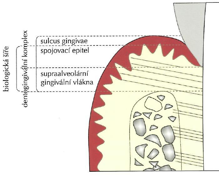 3.3.5 Sulcus gingivalis; dásňový žlábek Mezi volnou gingivou a stěnou zubu se nachází úzký štěrbinovitý prostor, sulcus gingivalis.