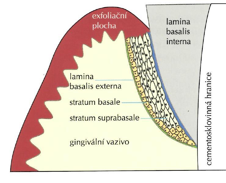 Při sondáži gingiválního sulku definovaným tlakem, který činí 0,25 N, by supraalveolární gingivální vlákna měla bránit hlubšímu průniku sondy.