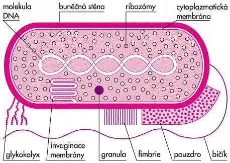 Obrázek 15 - Schéma bakteriální buňky Zdroj: https://leporelo.info/pics/pic/bunka-_schema.