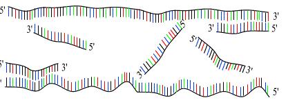 termostabilní enzym DNA-polymerázu. Dva komplementární primery se napojují na odpovídající sekvence na obou koncích protilehlých vláken DNA [26].