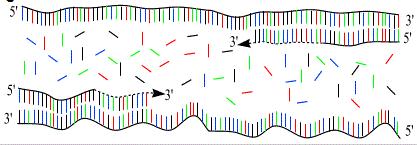 polymeráza připojuje nukleotidy na 3 OH-konec každého primeru, čímž se syntetizuje sekvence DNA, jež je komplementární k výchozímu vláknu DNA [26]. Proces probíhá za teploty cca 72 C [22].